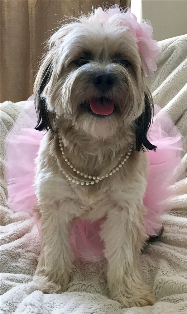 /Images/uploads/Bon Secours St Francis Foundation Inc/2017pearlsandpups/entries/4969thumb.jpeg